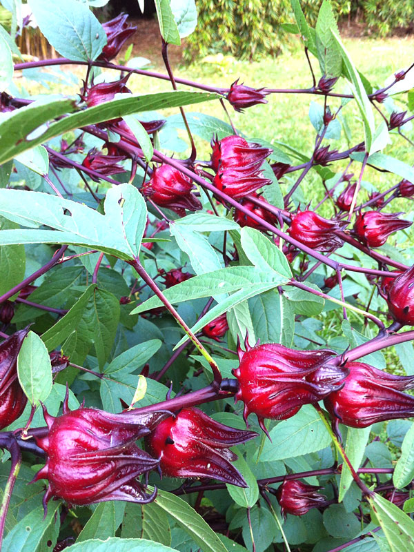 4 Brewable Hibiscus Sabdariffa Tea Plants – Sweetcanes.com