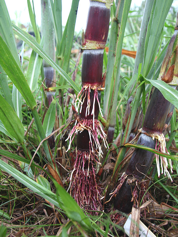 Uahiapele Hawaiian Sugarcane Plant  U2013 Sweetcanes Com